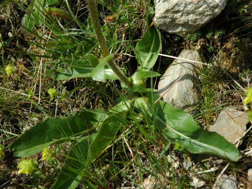 Hypochaeris uniflora